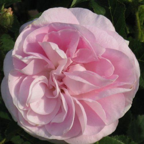 Rozenstruik - Webwinkel - mosroos - roze - Rosa Général Kléber - sterk geurende roos - M. Robert - Mosroos met prachtige bleekroze bloem.
